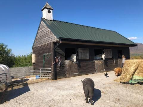 Letterfrack Farmhouse on equestrian farm in Letterfrack Tullywee Bridge Extérieur photo