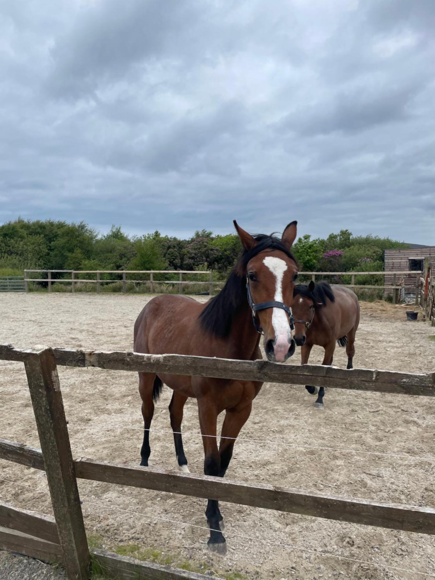 Letterfrack Farmhouse on equestrian farm in Letterfrack Tullywee Bridge Extérieur photo