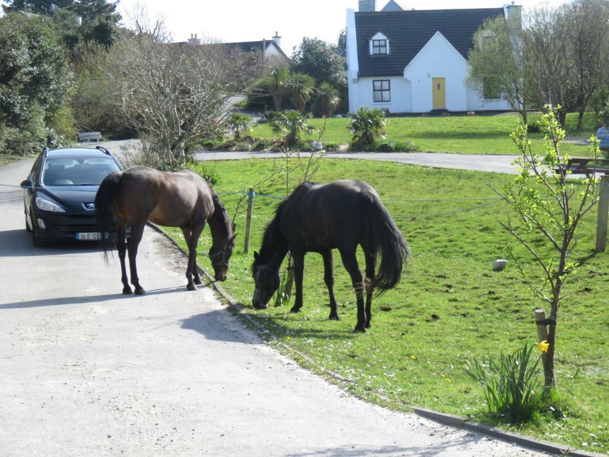Letterfrack Farmhouse on equestrian farm in Letterfrack Tullywee Bridge Extérieur photo