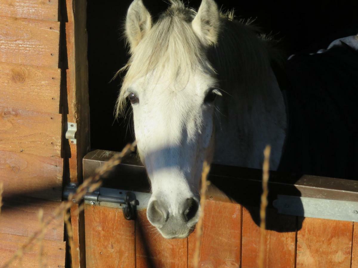 Letterfrack Farmhouse on equestrian farm in Letterfrack Tullywee Bridge Extérieur photo